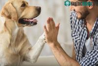 Ảnh Nghiên cứu mới: Vì sao chó lại có thể hiểu tiếng người?