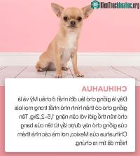 Ảnh Điểm danh những chú chó "bé hạt tiêu" dễ thương nhất thế giới