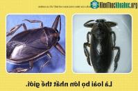 Ảnh Xin chào! Tôi là cà cuống và đây là những khía cạnh các ông chưa bao giờ biết hết về tôi!