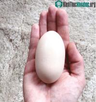 Ảnh Gà đẻ "trứng quái vật", chủ lo đến sốt vó