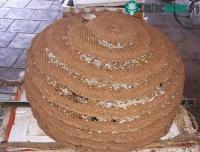 Ảnh Người dân săn được tổ ong “khủng” tới 10 tầng ở biên giới Nghệ An - Lào