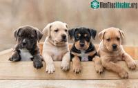 Ảnh Màu lông có thể làm ảnh hưởng đến tuổi thọ của chó