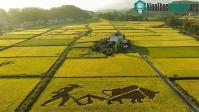 Ảnh Trung Quốc đã nghiên cứu thành công “lúa biển”, có khả năng nuôi 80 triệu người