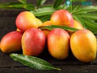 Ảnh Ăn xoài có thể phòng chống bệnh ung thư