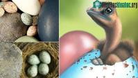Ảnh Trứng chim thời nay có màu sắc “di truyền” từ… khủng long