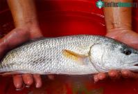 Ảnh Ngư dân Đà Nẵng bắt được con cá có thể là cá sủ vàng quý hiếm