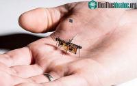 Ảnh Ngạc nhiên với loài robot siêu nhỏ chỉ nhẹ như… que tăm, có thể bay được