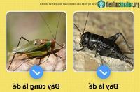 Ảnh Những sự thật bạn chưa từng biết đến về dế mèn