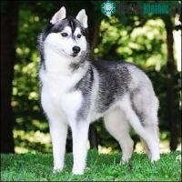 Ảnh Những đặc điểm rất thú vị của giống chó Husky