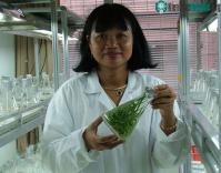 Ảnh Giáo sư nữ làm giàu cho ngân hàng gene lúa quý của Việt Nam