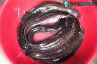 Ảnh Không ngờ giữa bốn bề của nước biển, Phú Quốc lại có loài cá trê độc, lạ