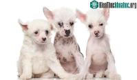 Ảnh Nguồn gốc của giống chó không có lông Trung Quốc