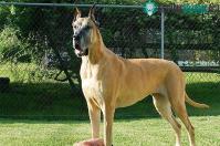 Ảnh Giống chó Great Dane, gã khổng lồ hiền lành với trái tim bồ câu