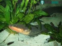 Ảnh Lươn điện - cảm hứng tạo pin hydrogel tương thích sinh học