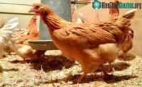 Ảnh Phương pháp mới để gà đẻ trứng chứa thành phần chống ung thư và chữa viêm khớp