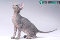 Ảnh Những đặc điểm về giống mèo ít lông Peterbald, nhân sư vùng Petersburg
