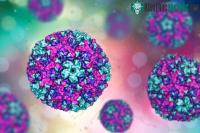 Ảnh Virus gây bệnh nhẹ ở người trưởng thành nhưng dễ dẫn đến dị tật tim ở thai nhi