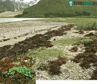 Ảnh Khả năng hấp thu CO2 của thảm thực vật ở vùng Bán cầu Bắc suy giảm mạnh