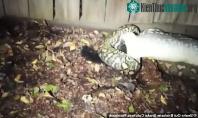 Ảnh Bị trăn nuốt chửng, thú có túi mẹ kịp làm điều vô cùng bất ngờ