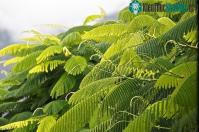 Ảnh Bước đột phá để tăng hiệu quả quang hợp của cây trồng