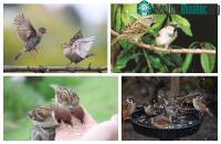 Ảnh Những loài vật dưới đây sinh ra đã khổ như phải sống ở địa ngục trần gian