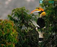 Ảnh Phẫu thuật thay mỏ cứu chim hồng hoàng đang bị ung thư