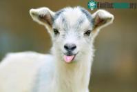 Ảnh Bọn dê rất thích những ai tươi cười thân thiện với chúng