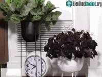 Ảnh Bạn có biết cây trồng ở trong nhà di chuyển như thế nào trong một ngày không?
