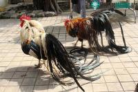 Ảnh Lạ lẫm với giống gà quý tộc có nguồn gốc từ Nhật Bản có đuôi dài tới 7m