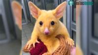 Ảnh Dân mạng phát sốt với con vật giống y hệt như Pikachu