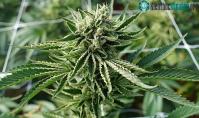 Ảnh Cây cần sa có chất hoạt tính cannabinoid bởi nhiễm một loài virus cổ xưa