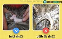 Ảnh Những sự thật ít người biết về loài chim kiwi
