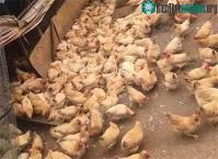 Ảnh Hơn 300 con gà đau tim chết hàng loạt vì... hãi hùng thứ tiếng này