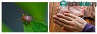 Ảnh 5 loài vật sẽ khiến bạn phải khốn khổ nếu như bị cắn bởi những "tác dụng phụ" quái dị