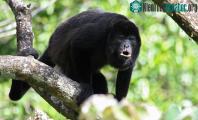 Ảnh Sự thật đáng buồn đằng sau loài khi đen toàn thân đang dần chuyển hẳn thành màu vàng