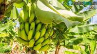 Ảnh Trồng chuối không cần đến đất