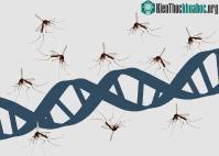 Ảnh Vì sao muỗi hút máu người lại nhiễm HIV, muỗi không bị bệnh?
