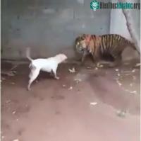Ảnh Cả gan trêu đùa hổ dữ, chó Dogo đã nhận kết cục bi thảm