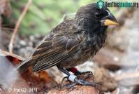 Ảnh Các nhà khoa học đã phát hiện một loài chim mới tiến hóa trên đảo Galapagos