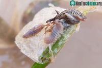 Ảnh Sâu lạ ăn ngao tại Ninh Bình là 