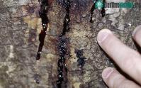 Ảnh Pháp tìm biện pháp ngăn chặn loài nấm có nguy cơ tàn phá rừng
