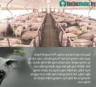 Ảnh Trung Quốc đã chống lại dịch tả lợn châu Phi bằng công nghệ nhận diện mặt lợn như thế nào?