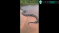 Ảnh Video: Trăn Nam Mỹ khổng lồ, to lớn chưa từng thấy đã bơi trên sông Brazil