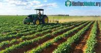 Ảnh Biến đổi khí hậu là nguyên nhân khiến cây cối tiết ra chất độc chết người