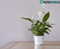 Ảnh Những cây trồng trong nhà có thể hút ẩm không khí khi trời nồm