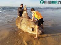 Ảnh Cá mặt trời khổng lồ đã dạt lên bờ biển Australia