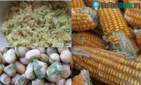 Ảnh Thực phẩm bị mốc, gọt phần mốc bỏ đi liệu còn ăn được không: 3 loại sau đây bắt buộc phải vứt