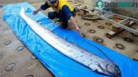 Ảnh Xác cá "rồng biển" khiến cho người dân Nhật Bản lo lắng