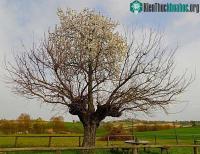 Ảnh Bí ẩn hiện tượng cây mọc trên cây siêu kỳ quái làm ai cũng tò mò