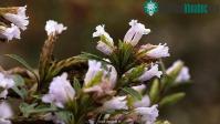 Ảnh Neelakurinji, loài hoa hiếm chỉ nở 12 năm một lần tại Ấn Độ